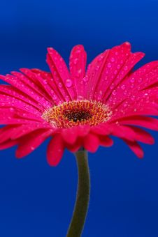 Pink Gerber Flower With Drops Royalty Free Stock Photos Pink Gerber Flower With Drops Royalty Free Stock Photos