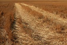 Cut Wheat Royalty Free Stock Photos Cut Wheat Royalty Free Stock Photos