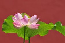Perfect Lotus Royalty Free Stock Photos Perfect Lotus Royalty Free Stock Photos