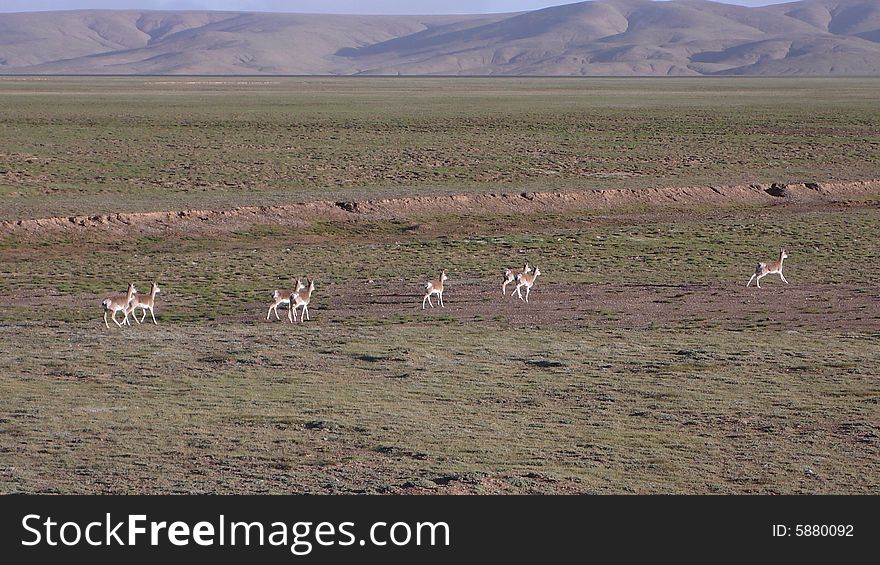 Oryx In Qinghai-Tibet Platean