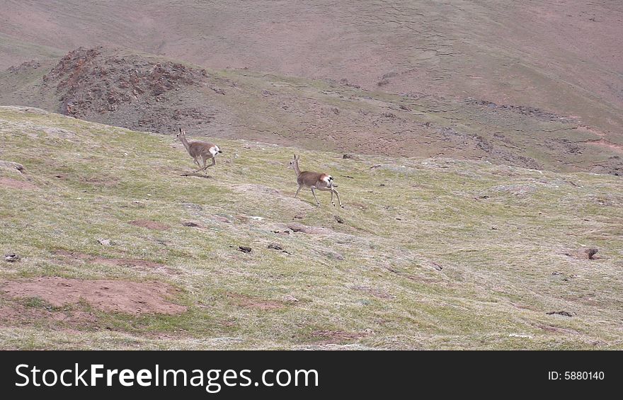 Oryx In Qinghai-Tibet Platean