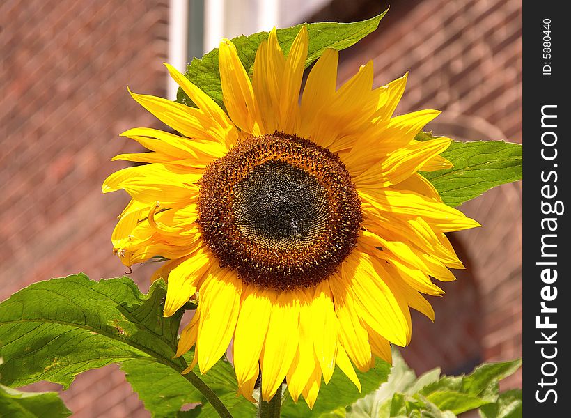 A sunflower in the garden