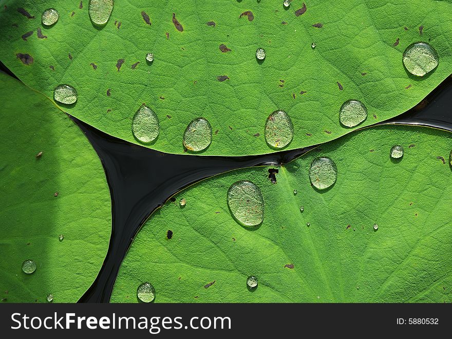 Lutos leaf and water drop