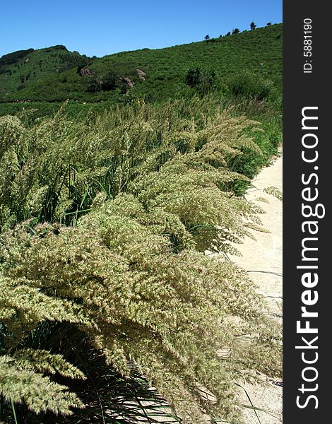 Strawy paddy harvest