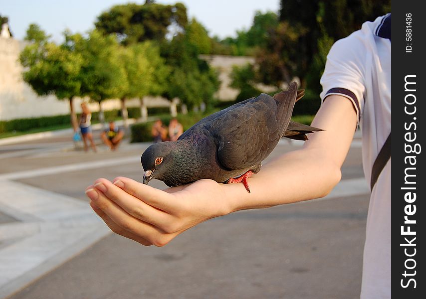 A gray pigeon with red eyes, red feet and green neck plumage perched ion the arm feeding from hand  with green trees and people in the background. A gray pigeon with red eyes, red feet and green neck plumage perched ion the arm feeding from hand  with green trees and people in the background.