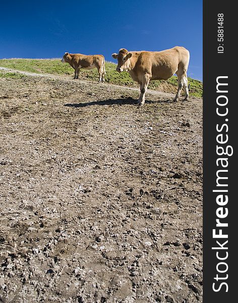 Cow in the european alps at summer