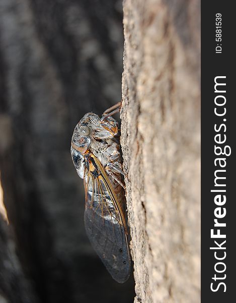 A close up view of a cicada, a large noisy bug, with dotted gray eyes, transparent wings, brown and gray stripes and colors matching the colors of the tree bark. A close up view of a cicada, a large noisy bug, with dotted gray eyes, transparent wings, brown and gray stripes and colors matching the colors of the tree bark