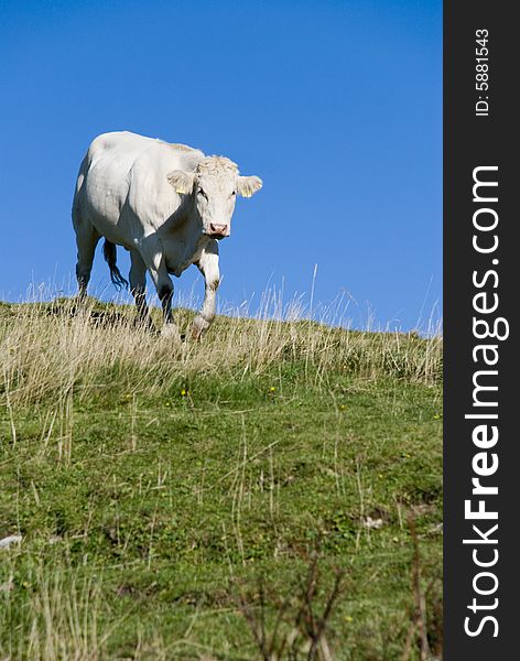 Cow in the european alps at summer