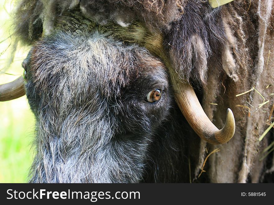Muskox dovrefjÃ¤ll, norway big and angry