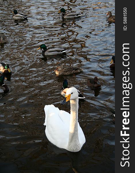 A graceful white swan swim in mandarin duck groups. A graceful white swan swim in mandarin duck groups