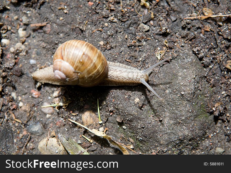 A snail on the road