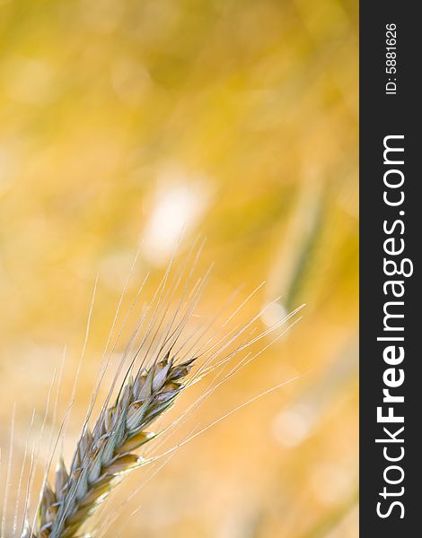 Ear of wheat on the yellow background