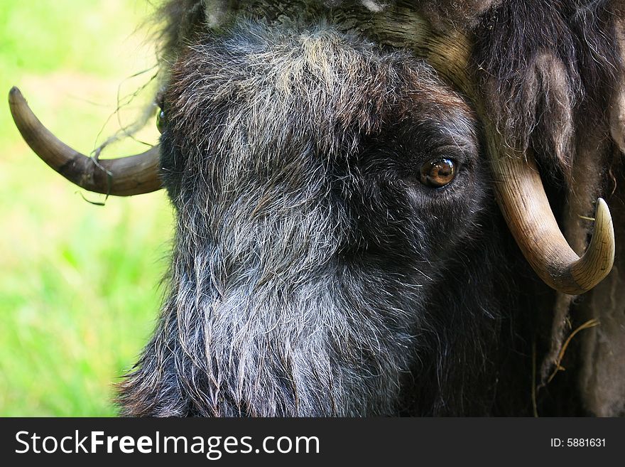 Muskox dovrefjÃƒÂ¤ll, norway big and angry