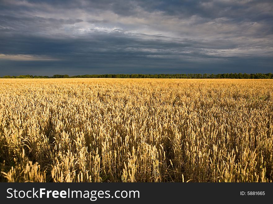 Field of wheat and grey sky. Field of wheat and grey sky