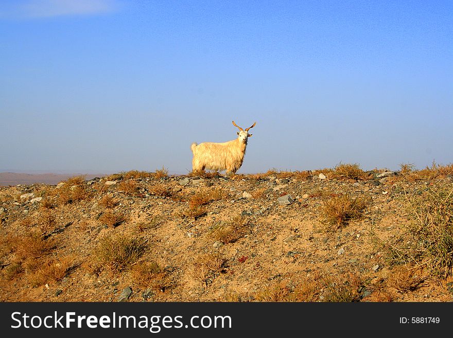 A goat stand on the hillside in sunset. A goat stand on the hillside in sunset