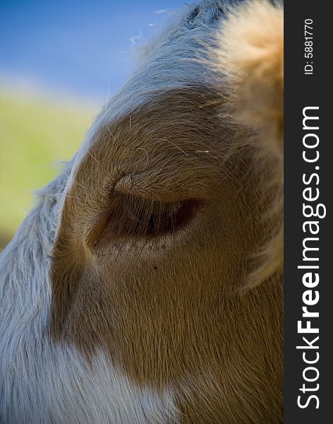 Cow in the european alps at summer