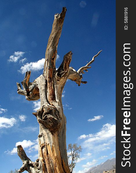 An old tree on the  tibet dry highland. An old tree on the  tibet dry highland