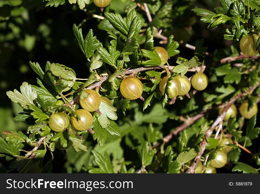 Branch of a gooseberry in a garden