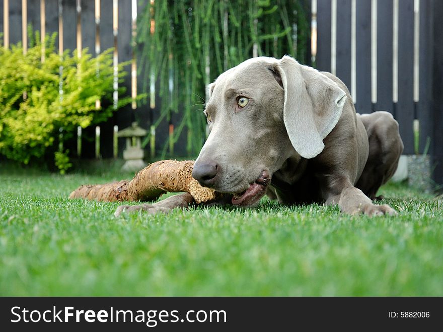 Weimaraner Pointer With A Stick