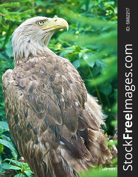Eagle in polish wildlife reserve/Mazury,Kadzidlo