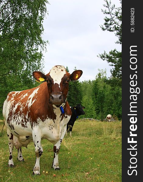 Cows from sweden have a good live.