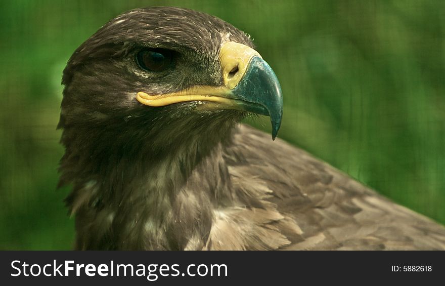 Hawk in polish wildlife reserve/Mazury,Kadzidlo