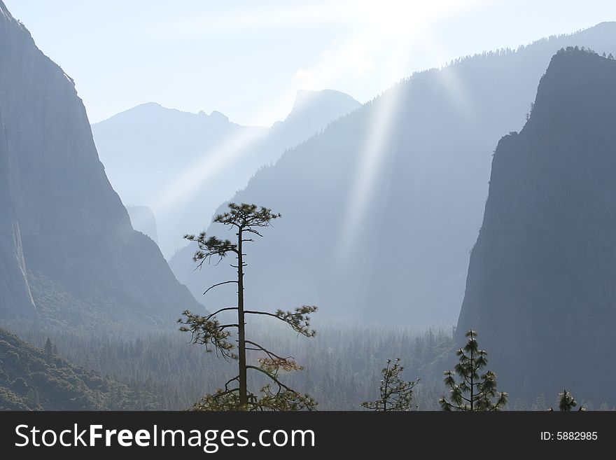 Tree in Sunlit Valley at Yosemite's Tunnel View