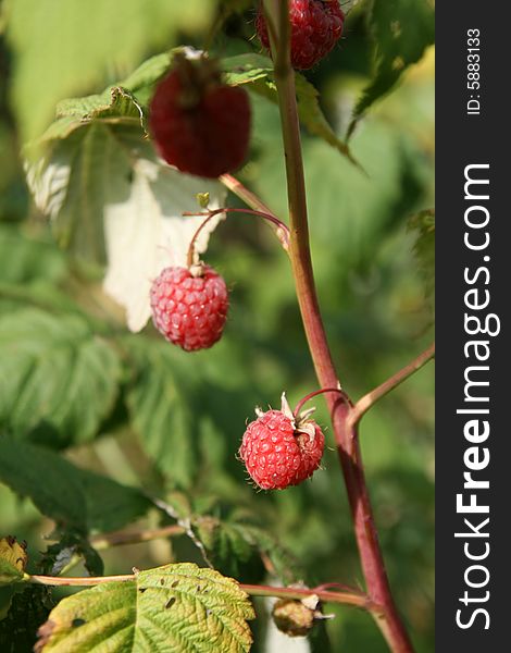 Leaves and sweet red raspberry, Rubus idaeus