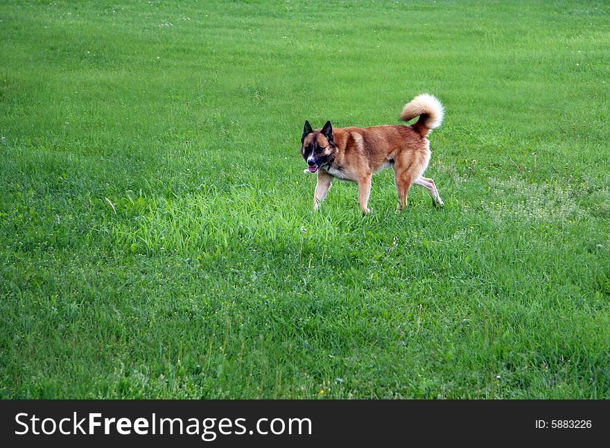 Brown dog with black faces and ears on the field with bright green grass. Brown dog with black faces and ears on the field with bright green grass