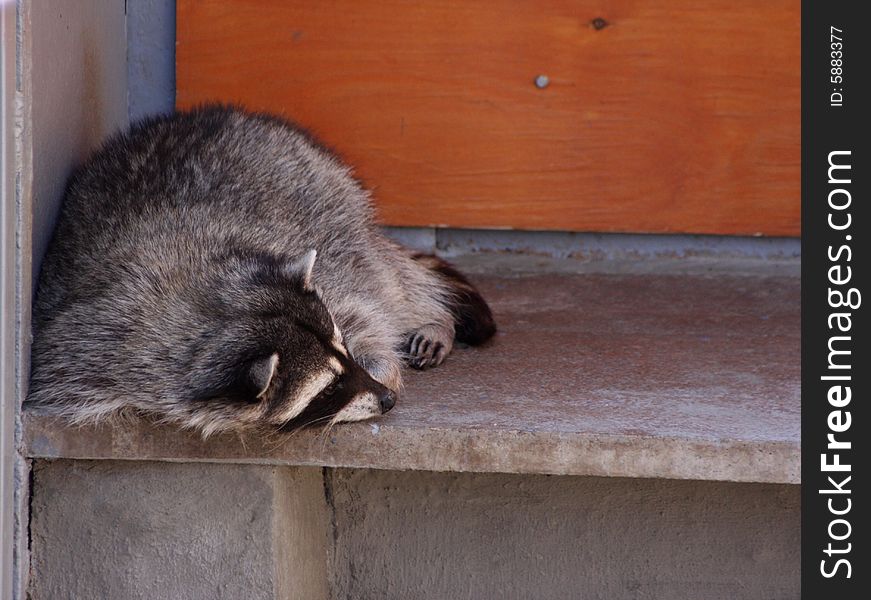 Sad raccoon rests on a stone outside the faith. Sad raccoon rests on a stone outside the faith