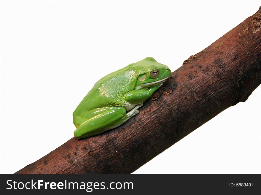 The little green frog rests on a branch. The little green frog rests on a branch