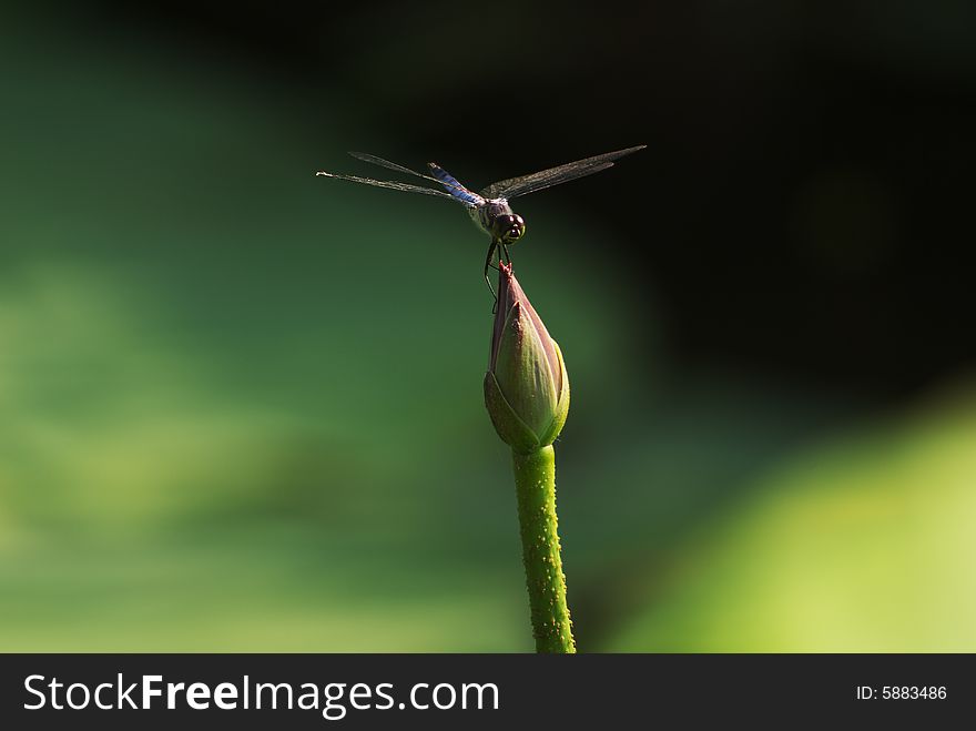 Dragonfly On The Lotus