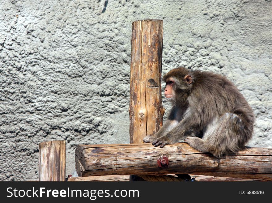 Fluffy monkey sitting on logs in a zoo. Fluffy monkey sitting on logs in a zoo