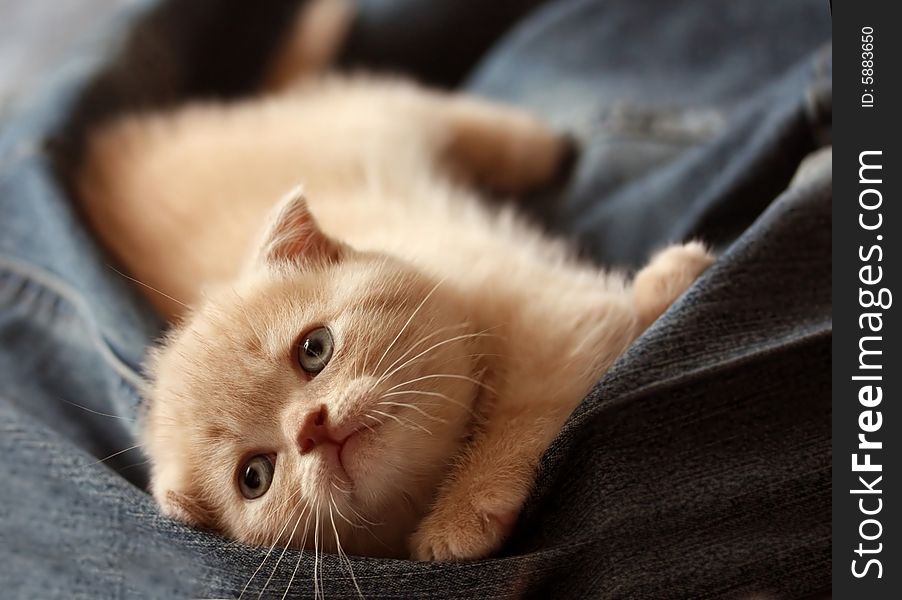 Small Scottish lop-eared cream kitten. Small Scottish lop-eared cream kitten