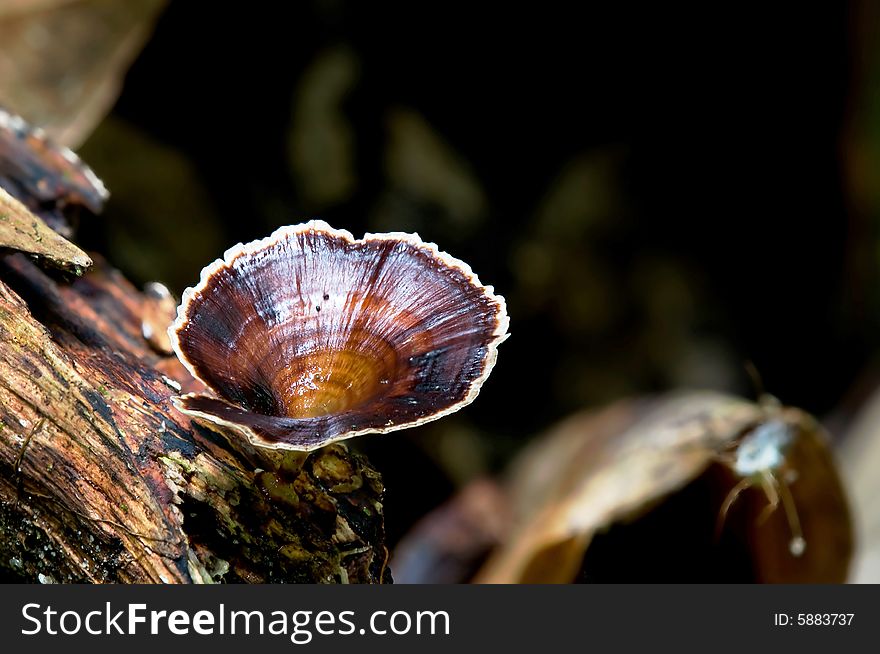 A fungi taken at the waterfall