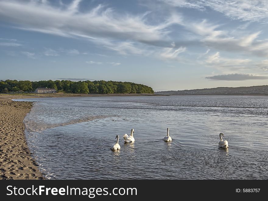 Four swans swimming in the sea near Arnside, North West England