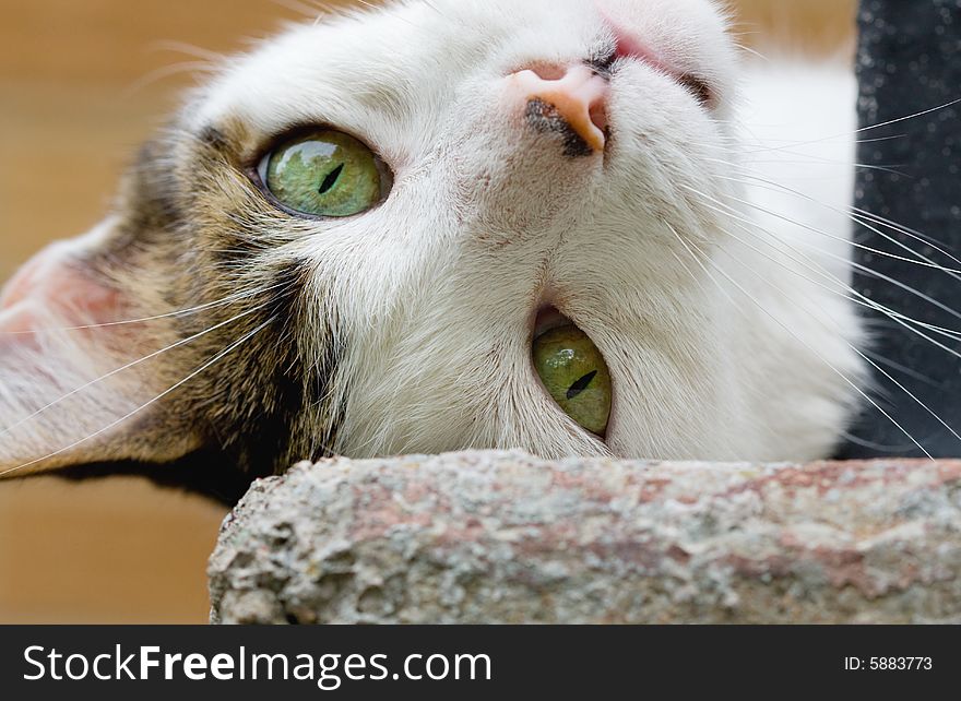 A playful cat rolls on his back and looks at the camera.