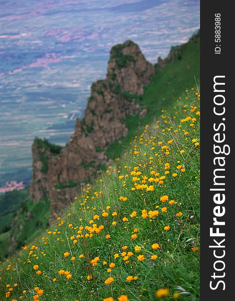 A slope of wild globe flowers, xiaowutai mountain, china. A slope of wild globe flowers, xiaowutai mountain, china