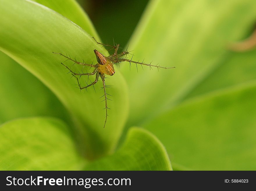 Common Lynx spider found on leave