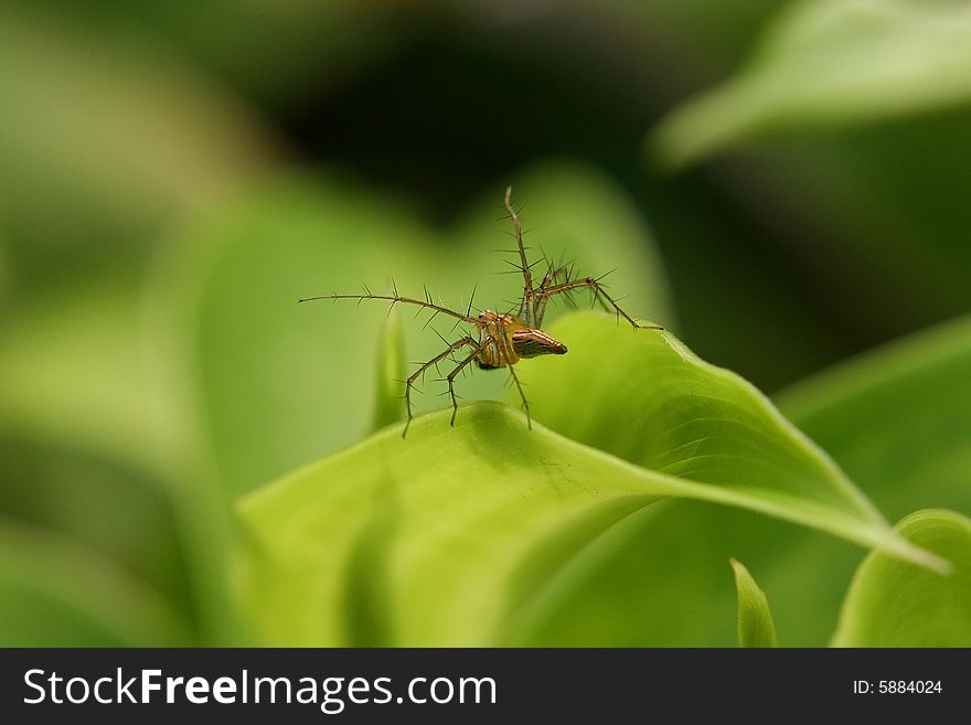 Common Lynx spider found on leave