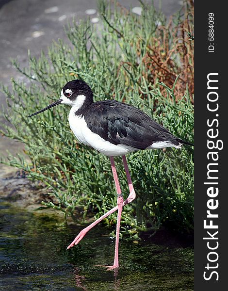 The long legs of a Black-necked Stilt bird as it strolls through the water.