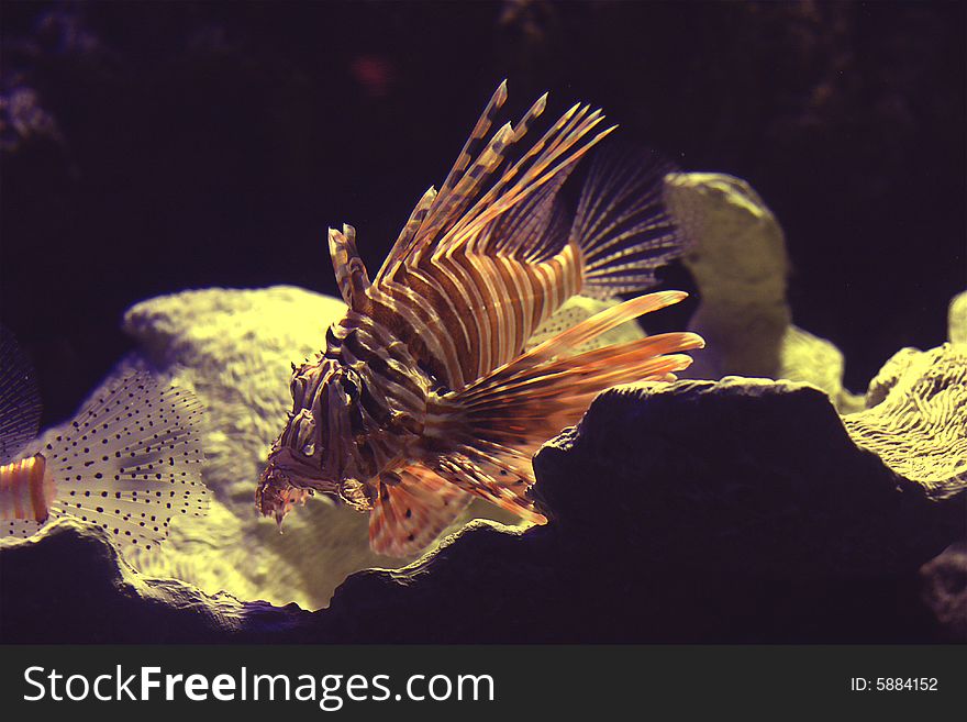 A lionfish out for a swim in the ocean.