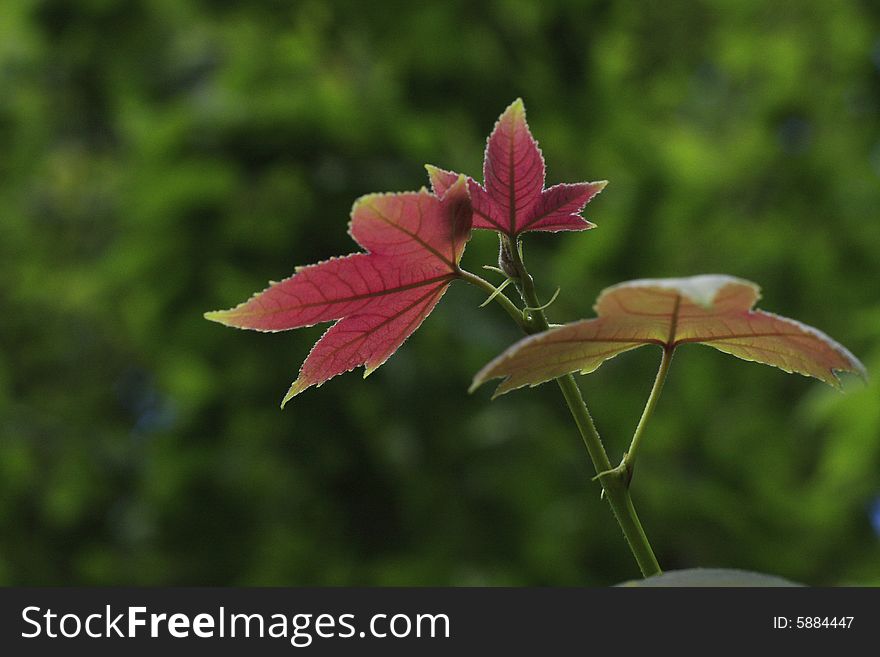 One spring day, I see green leaf and red leaf together