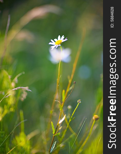 Chamomile In The Field