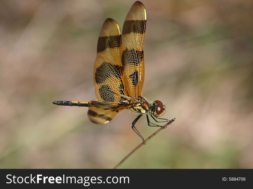 A dragonfly perched on a twig