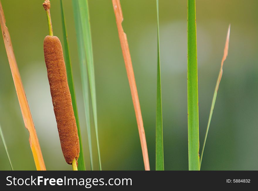 Typha latifolia, a deciduous, perennial, marginal water plant with large clumps of mid-green foliage and decorative, cylindrical, dark brown seed heads. Typha latifolia, a deciduous, perennial, marginal water plant with large clumps of mid-green foliage and decorative, cylindrical, dark brown seed heads.