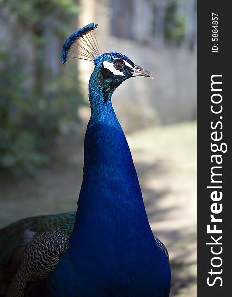 Closeup of a peacock looking to the right