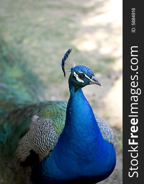 Closeup of a male peacock
