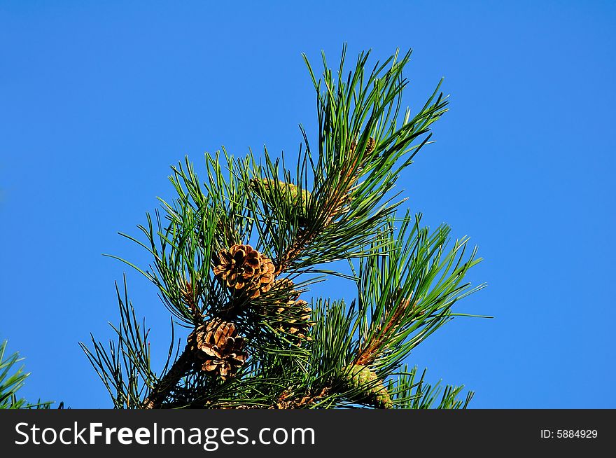 Mediterranean Pine against a very blue clear sky