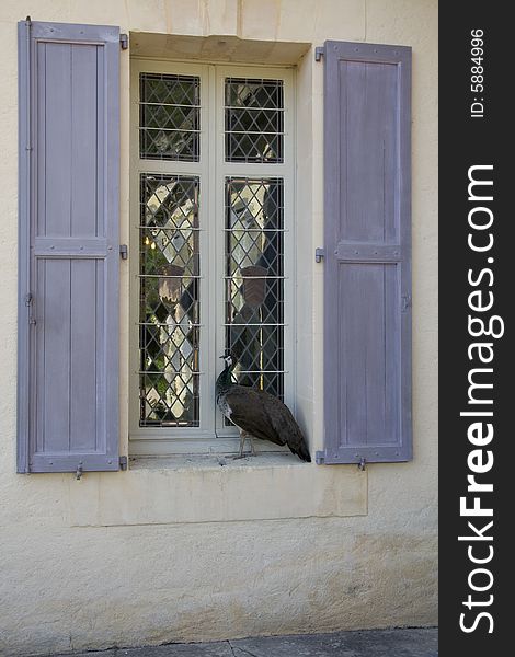 Peacock sitting in front of a window with blue shutters. Peacock sitting in front of a window with blue shutters